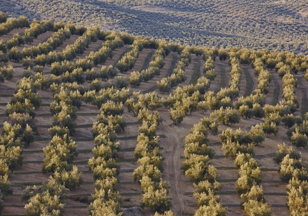 Olive tree fields in Andalusia. Spanish agricultural harvest landscape. Jaen